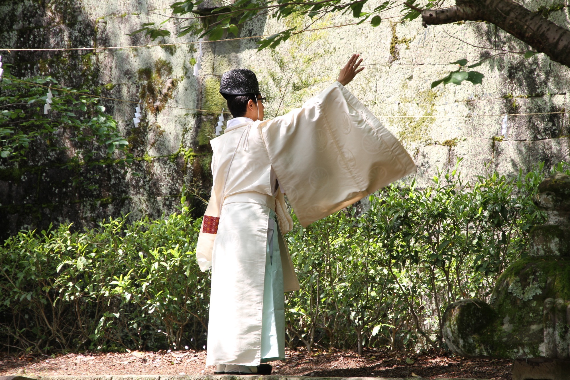 浅間神社御園に植えられた御神茶