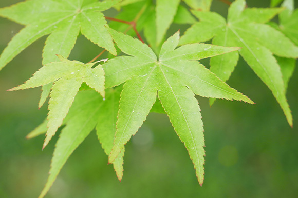 皇風煎茶禮式―特別講習会