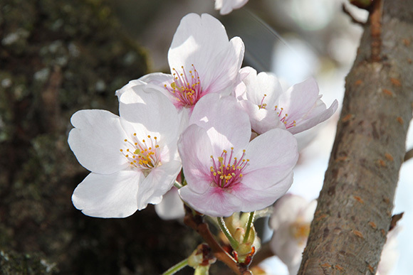 謹賀新年　−令和八年