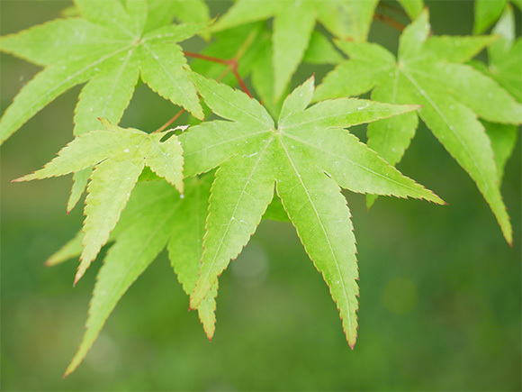 春期特別講習会